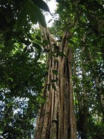 old tree and lianas