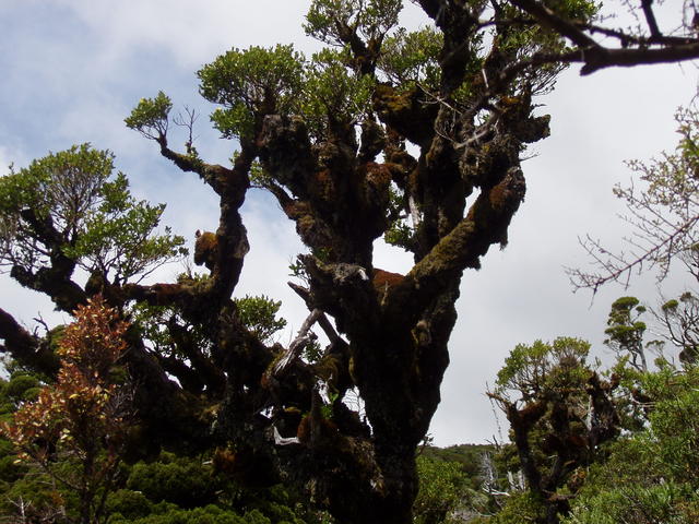 old trees - free image