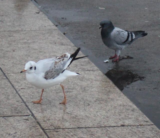 on the Pavement - free image