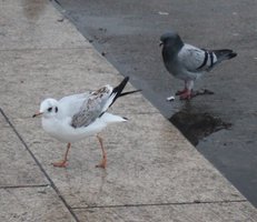 on the Pavement