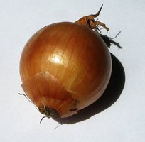 onion