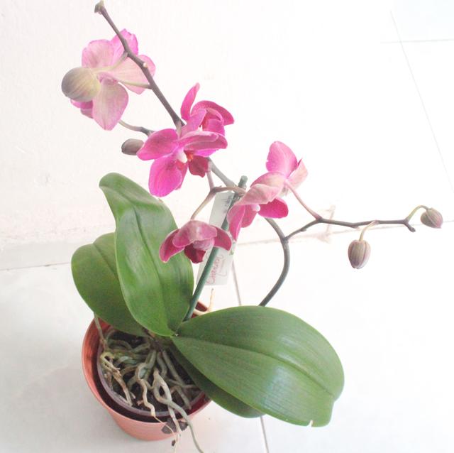 Orchid in Pot - free image