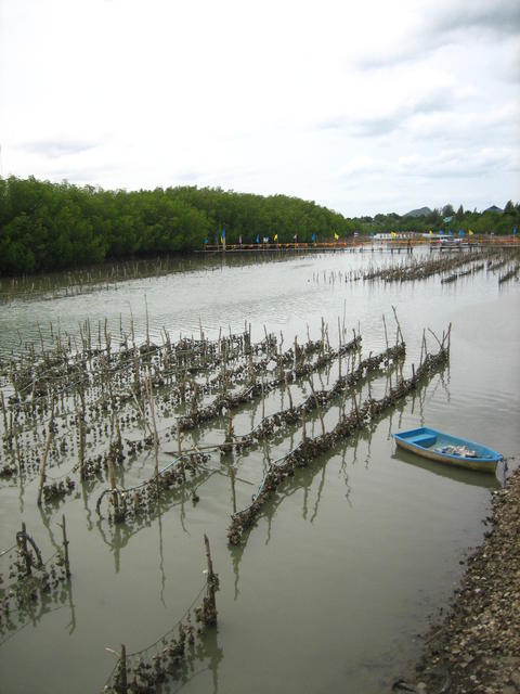 oyster culture in thailand - free image