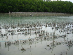 oyster farming