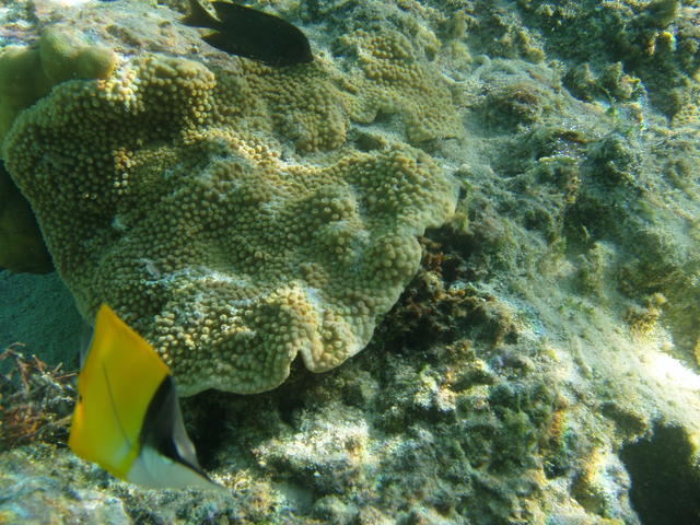 Pacific double saddle butterflyfish - free image