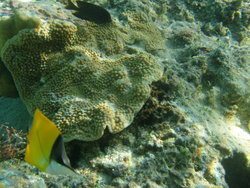 Pacific double saddle butterflyfish