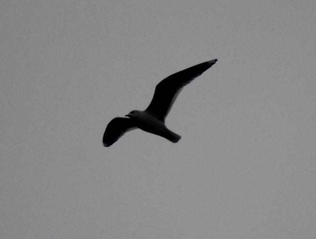 pacific gull - free image