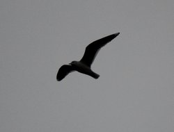 pacific gull