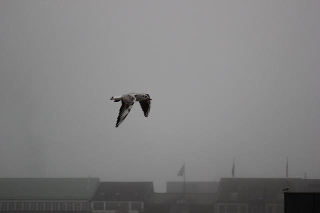 Pacific Gull - free image