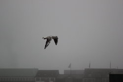 Pacific Gull