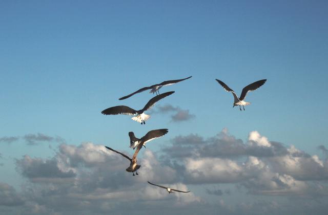 Pacific Gull - free image