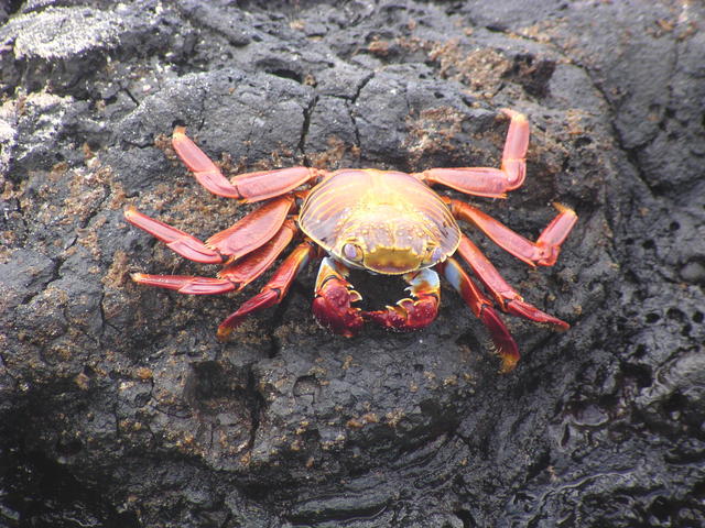 pacific ocean crab - free image