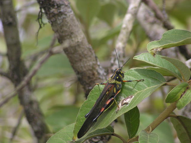 Painted Locust - free image