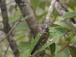 Painted Locust