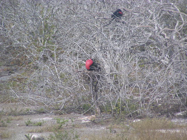 pair of Magnificent frigate birds - free image