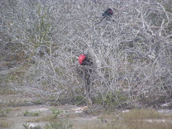 pair of Magnificent frigate birds