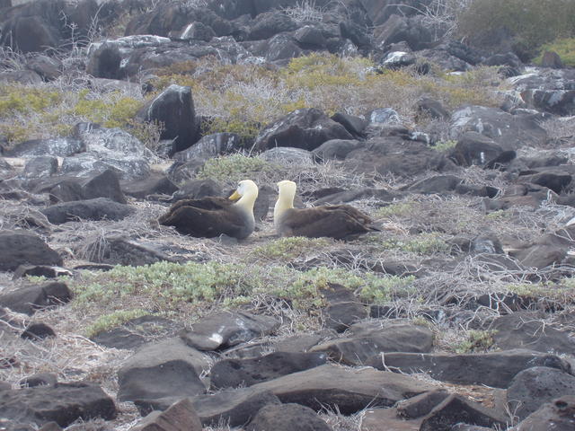 pair of waved albatrosses - free image