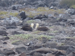 pair of waved albatrosses