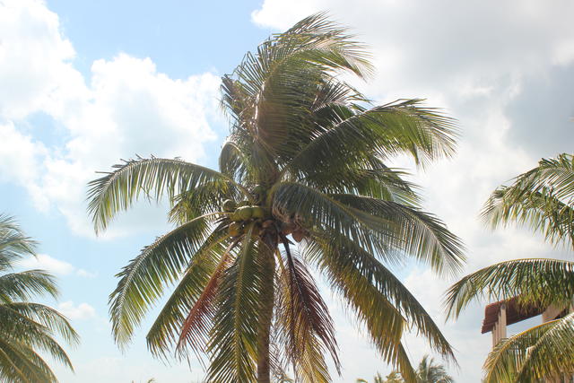 palm tree - free image