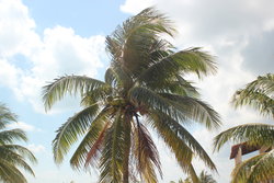 palm tree