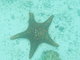 Panamic Cushion Sea Star