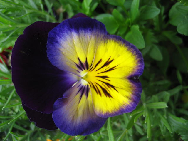 pansy - free image