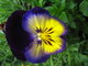 pansy