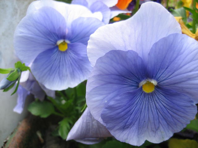 pansy - free image