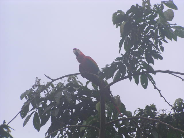 Parrot - free image