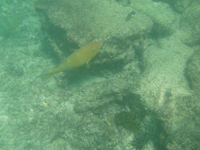 parrot fish - free image