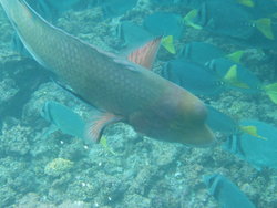 parrot fish