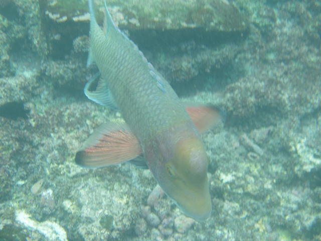 parrot fish - free image