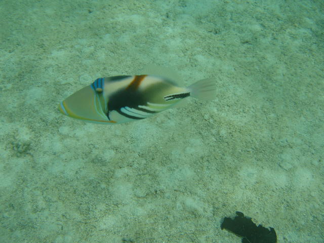 parrot fish - free image