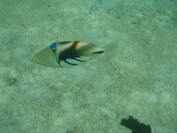 parrot fish