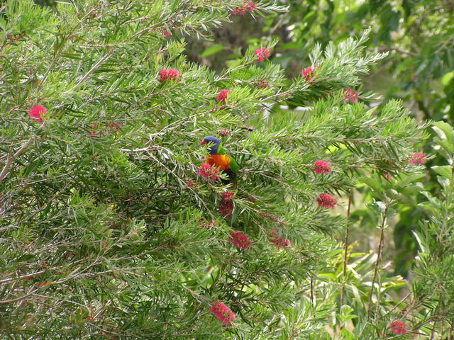 parrot in a bush - free image