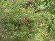 parrot in a bush