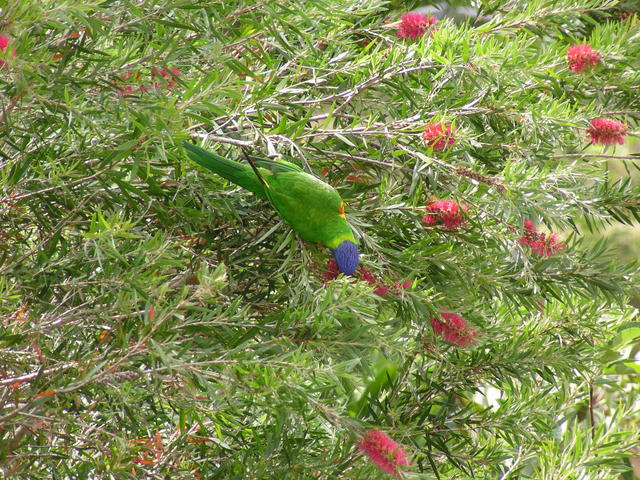 parrot on a branch - free image