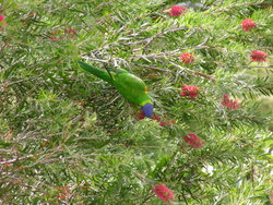 parrot on a branch