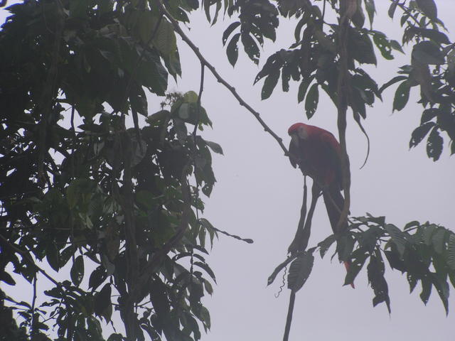 Parrot on a tree - free image