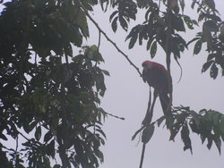 Parrot on a tree