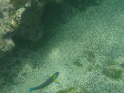 Parrotfish