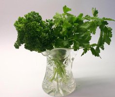 Parsley Vase