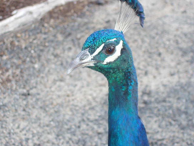 Peacock - free image