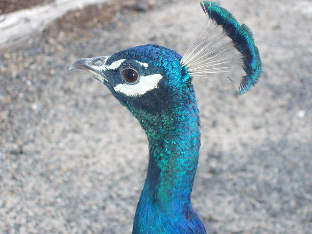 peafowl - free image