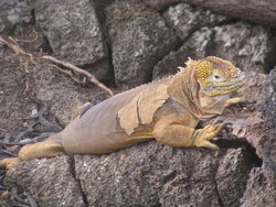 peeling land iguana