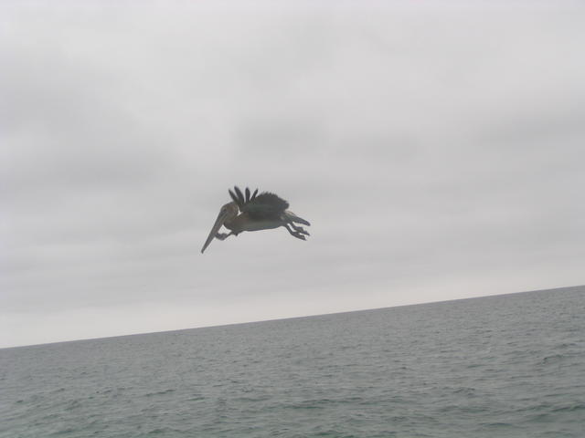 Pelican - free image