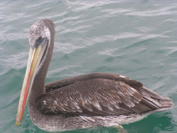 pelican