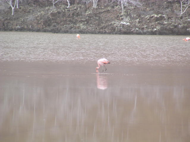 Pelican's prawn hung - free image