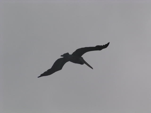 pelican silhouette - free image