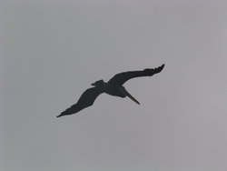 pelican silhouette